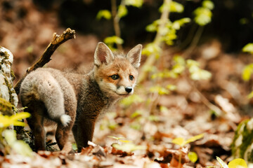 nice shot of a curious young fox Vulpes vulpes in the middle of the sunny forest floor, Slovak wild nature, red fox, useful for magazines,slovakia