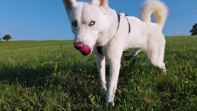 sibirischer Husky Hund, wei&szlig;es Fell an der Leine mit Hundegeschirr, blauen Augen, offenem Mund geht auf einer Wiese unter blauem Himmel und Sonnenschein Gassi umgeben von frischem Gras und Pflanzen 4k