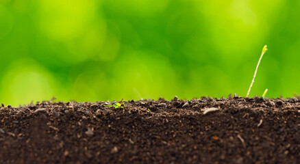 small plant coming out of the ground
