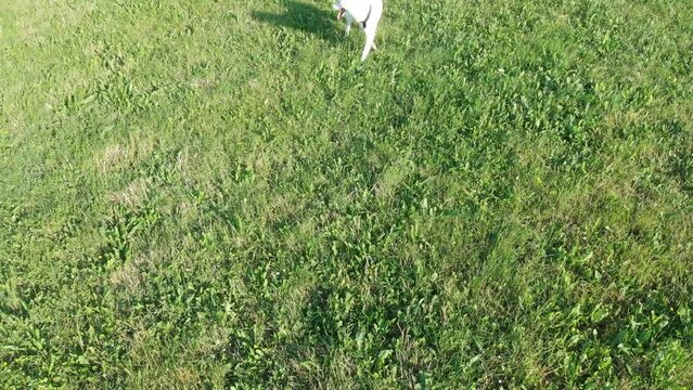 Wei&szlig;er sibirischer Husky auf einem Feld mit gr&uuml;ner Wiese rennt, spielt, springt und versucht  die aufnehmende Drohne zu fangen 4k