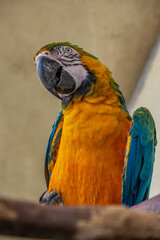 Bird Paradise