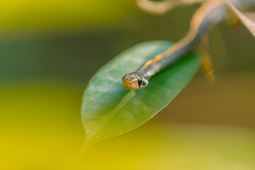 yellow striped snake (Coelognathus flavolineatus) on leaves, animal closeup 