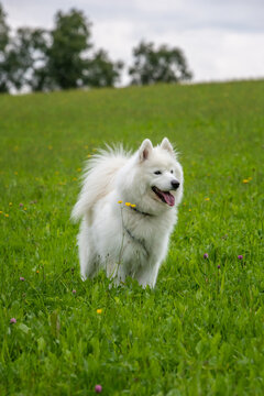 samojede dog