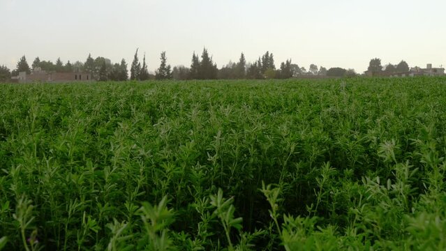 close up on alfalfa plant field in rural countryside, green lucerne plantation moving with the wind