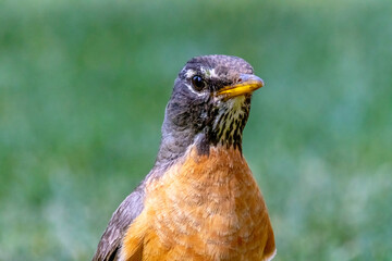 A portrait of an adult American Robin