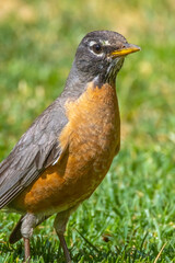 A vertical portrait of an adult American Robin showing its reddish-orange breast.