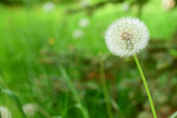 White dandelion flower growing in green grass