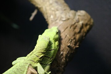Green lizard resting on a tree branch on the blurred background in a zoo cage