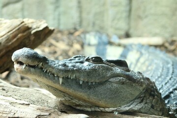 Crocodile resting on the blurred background in a zoo cage during the daytime