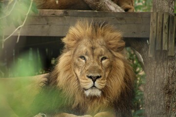 Big male lion resting in a zoo cage with trees in the blurred background