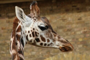 Closeup shot of a giraffe with a brick building in the blurred background in the zoo