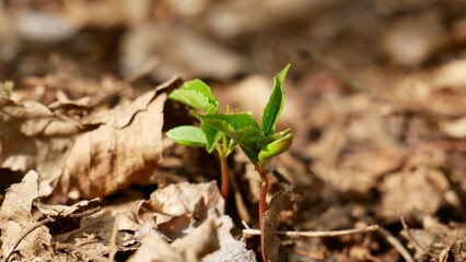 Close-up shot of green leaves in a garden