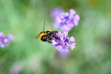 Closeup shot of a bumblebee collecting nectar from a lavender on the blurred background