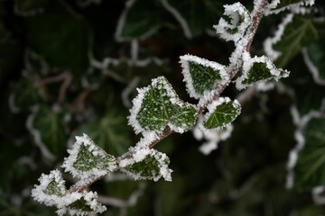 Closeup shot of a branch with green leaves covered in frost