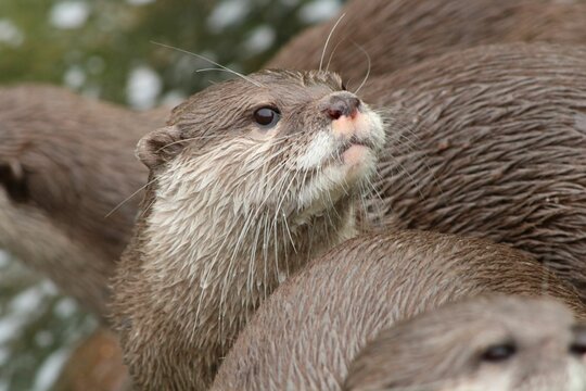 Group of cute otters (Lutrinae) in a zoo cage on the blurred background