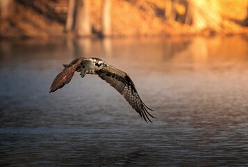Closeup of an osprey flying over the lake