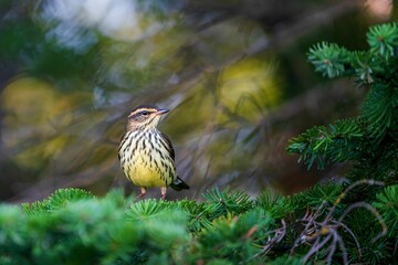 Closeup of a Redwing on a pine tree