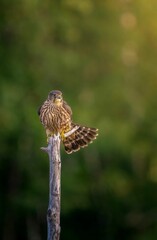 Vertical closeup of a common kestrel perched on a branch