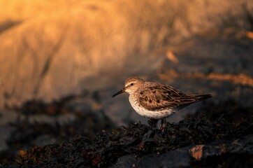 Closeup of a Common snipe next to the lake