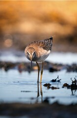 Beautiful closeup of a spotted redshank on a coastline
