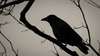Closeup shot of a silhouette of a crow perched on a tree on an evening day