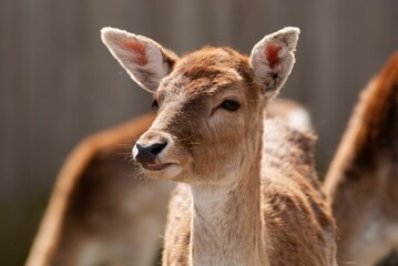 Closeup shot of a baby deer during daytime on a blurry background