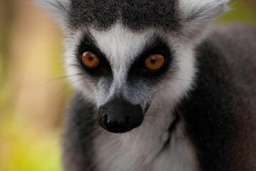 Closeup shot of a ring-tailed lemur's hand during daytime on a blurry background