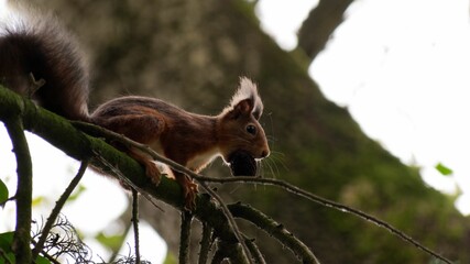 Closeup shot of a small squirrel sitting on a tree branch with a nut in its mouth