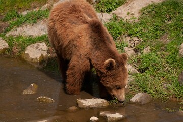 Closeup shot of a Grizzly bear drinking water from a creek in a national park