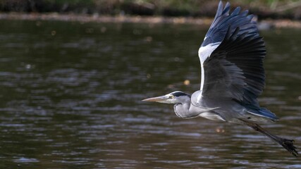 Closeup shot of a gray heron flying close to a lake during daytime