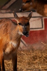 Vertical shot of a baby deer in a farm on a blurry background