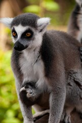 Vertical shot of a ring-tailed lemur on plants during daytime on a blurry background