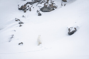 Obraz na płótnie Canvas Polar Bear Svalbard