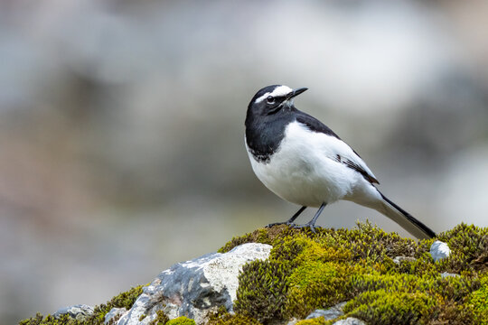 Japanese Wagtail Sitting Pretty on a Moss Covered Rock