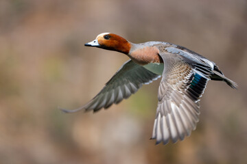 Obraz premium Handsome Male Eurasian Wigeon Takes Flight
