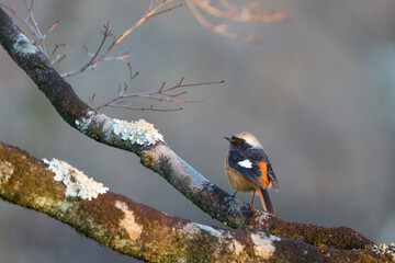 Daurian Redstart in Late Winter in Japan