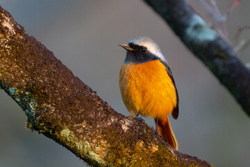 Daurian Redstart in Late Winter in Japan