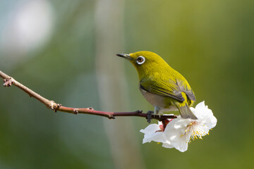 Warbling White-Eye in Cherry Blossoms in Japan