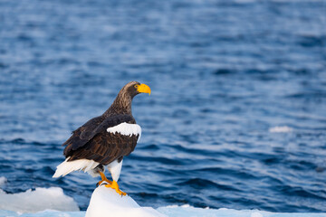 Steller's Sea Eagles Hunting for Fish in Hokkaido Japan in Winter