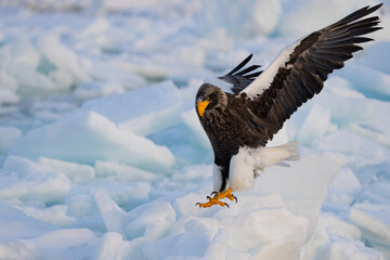 Steller's Sea Eagles Hunting for Fish in Hokkaido Japan in Winter