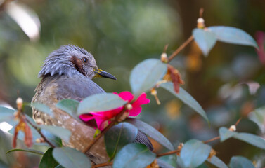 Brown-Eared Bulbul in a Flowering Tree in Kyoto Japan