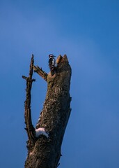 Vertical shot of a woodpecker perched on a damaged wooden tree in blue sky background