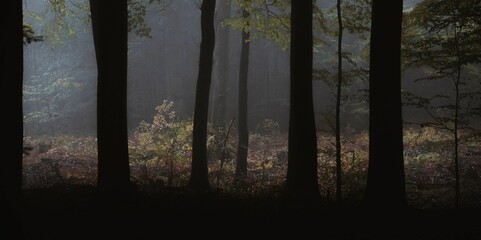 Tree trunks and forest lush captured in a a dark woodland