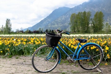 Fototapeta premium Blue bicycle in front of a field with yellow flowers and mountains in the background.