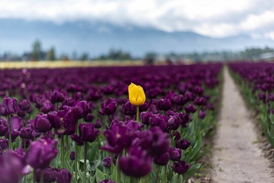 Purple tulip field with single yellow one among them
