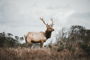 Closeup shot of a tule elk in the forest in California, USA