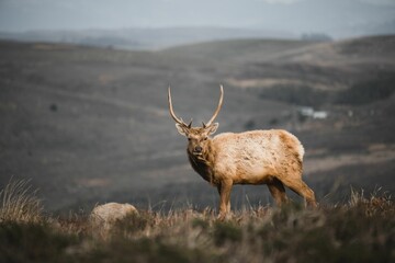 Closeup shot of a tule elk in the forest in California, USA