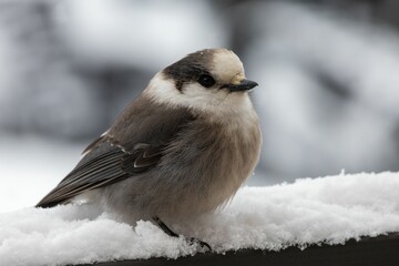 Closeup of a Canada jay (Perisoreus canadensis) on a snowy fence