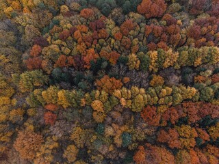 Aerial shot of an autumn forest with trees covered with orange and red leaves