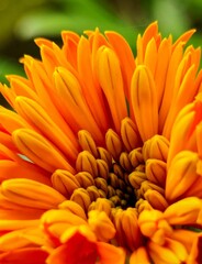 Vertical macro of an orange blooming Chrysanthemum